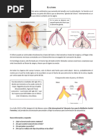 Mapa Del Clitoris | PDF | Clítoris | Sistema Reproductor Femenino Animal