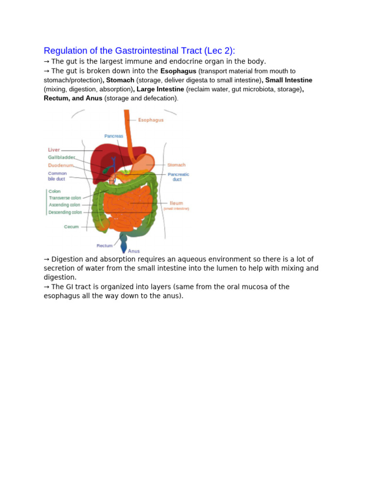 GI Tract Regulation and Function Overview | PDF | Stomach | Esophagus