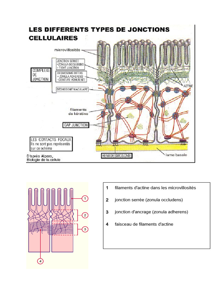 types-de-jonctions-cellulaires-et-microvillosit-s-pdf