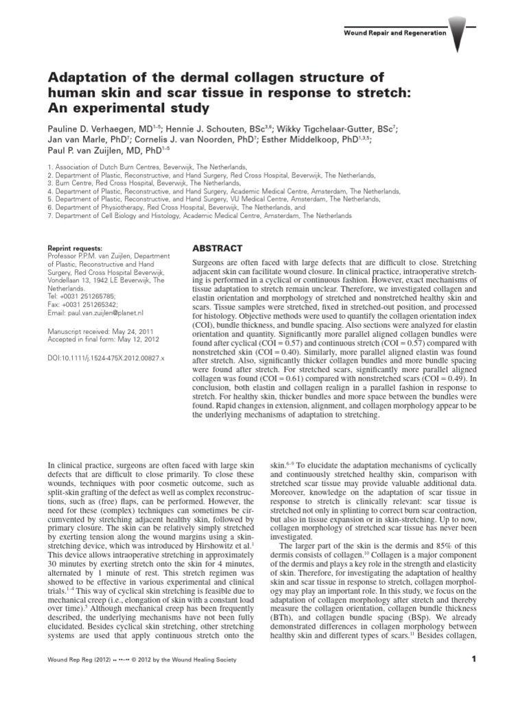 Collagen Adaptation in Stretched Skin | PDF | Scar | Collagen