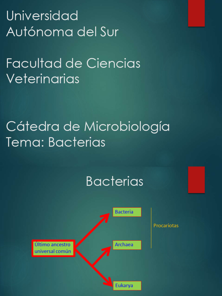 Clasificación y Función de Bacterias | PDF | Virus | Las bacterias