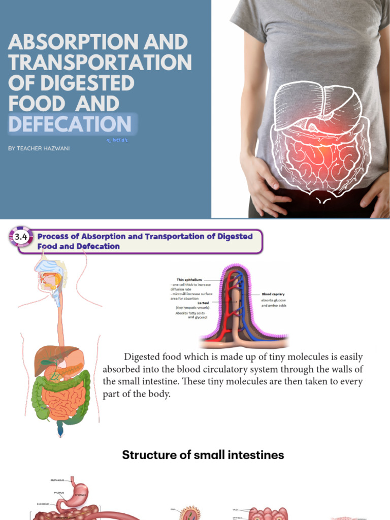 Absorption, Transportation of Digested Food | PDF | Small Intestine ...