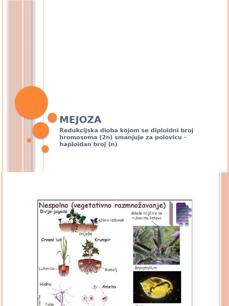 Mejoza | PDF
