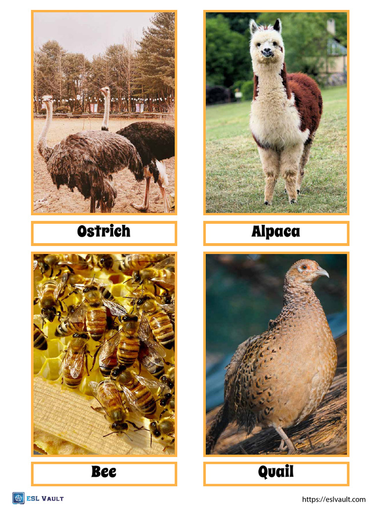 Free Farm Animals Flashcards PDF 5 | PDF
