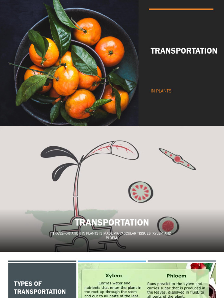 Transportation in Plants | PDF | Stoma | Plant Physiology