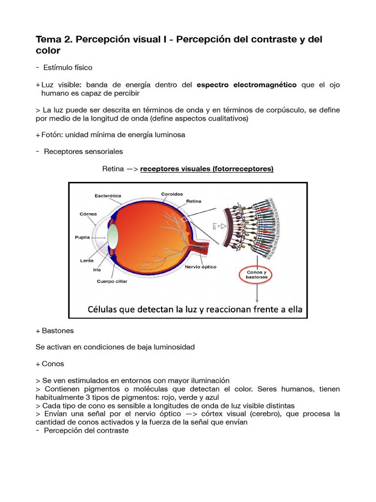 Tema 2 | PDF | Color | Percepción visual