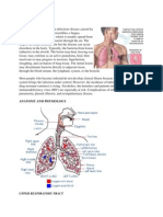 Upper Respiratory Tract