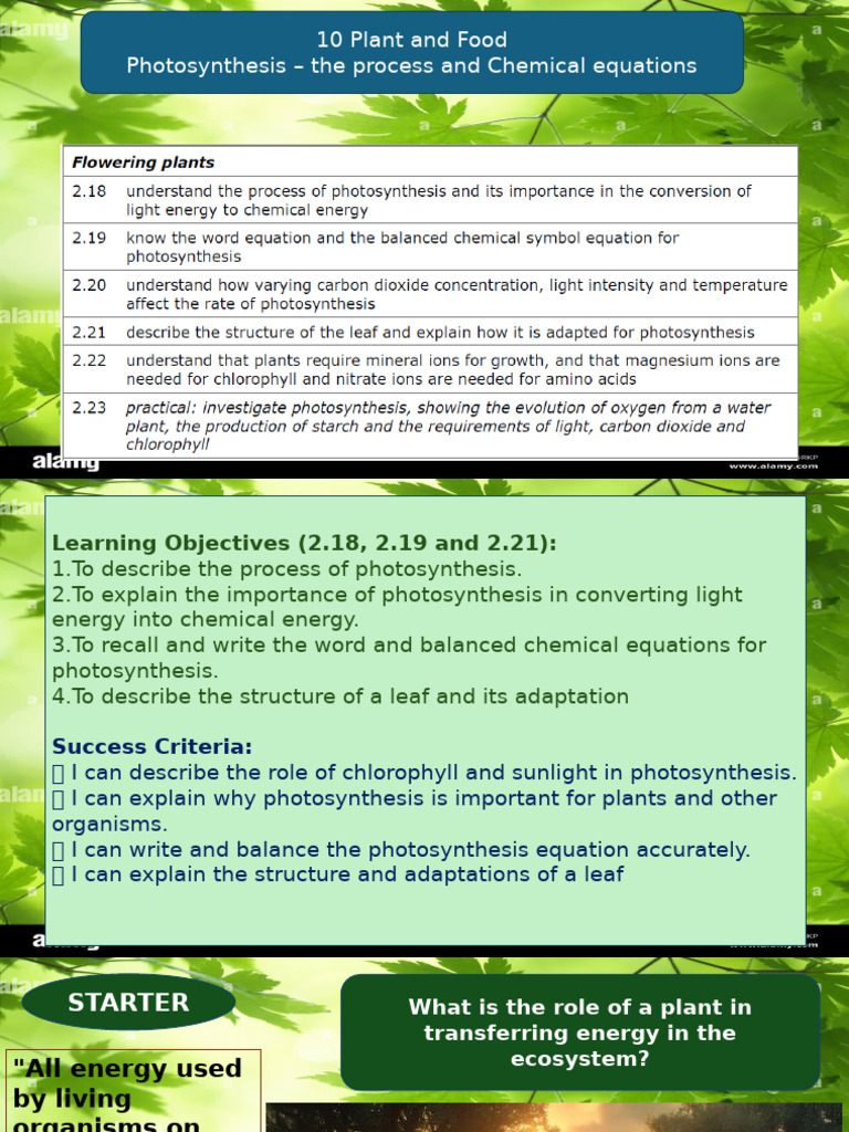 Photosynthesis: Process and Importance | PDF | Photosynthesis | Leaf