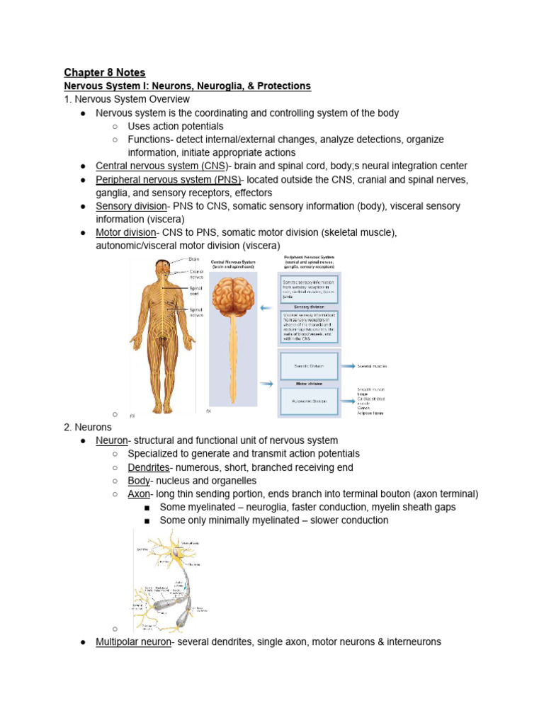 Nervous System Overview and Functions | PDF | Chemical Synapse | Synapse