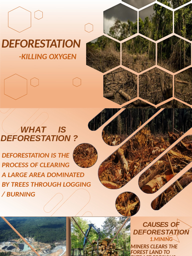 Causes and Effects of Deforestation | PDF