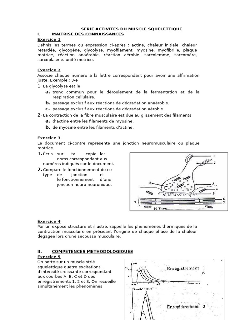 Chaleur Musculaire : Initiale et Retardée | PDF | Contraction du muscle ...