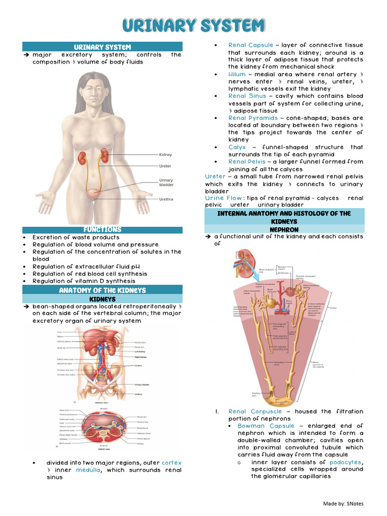 Urinary System Anatomy and Functions | PDF | Kidney | Urinary System