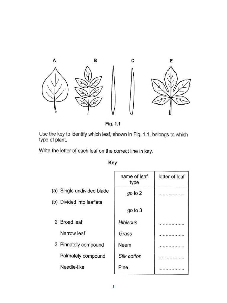 Biology Dichotomous Key | PDF