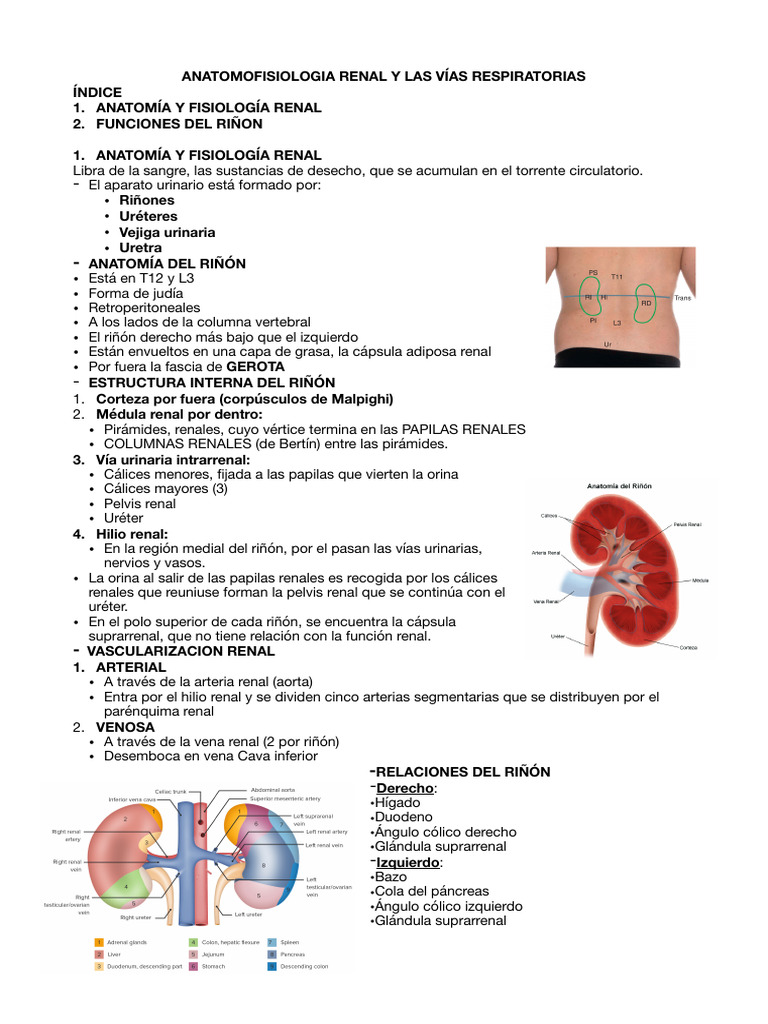 Anatomía y Función de los Riñones | PDF | Riñón | Sistema urinario