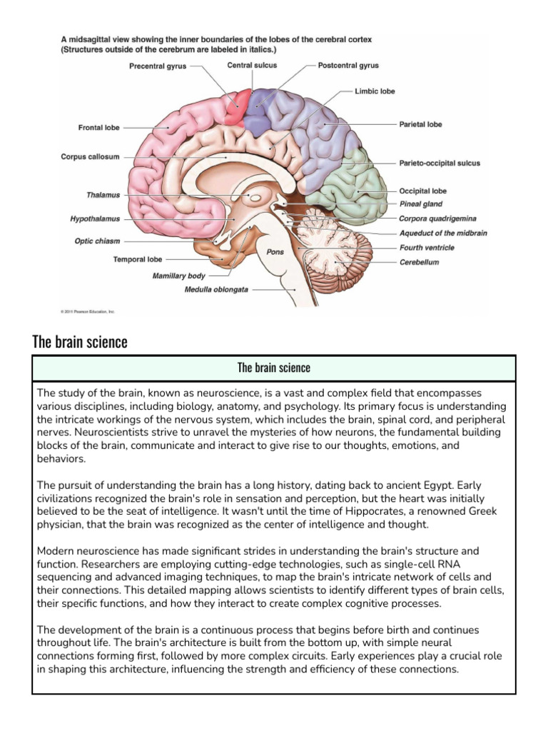 Understanding Brain Development | PDF | Neuroscience | Brain