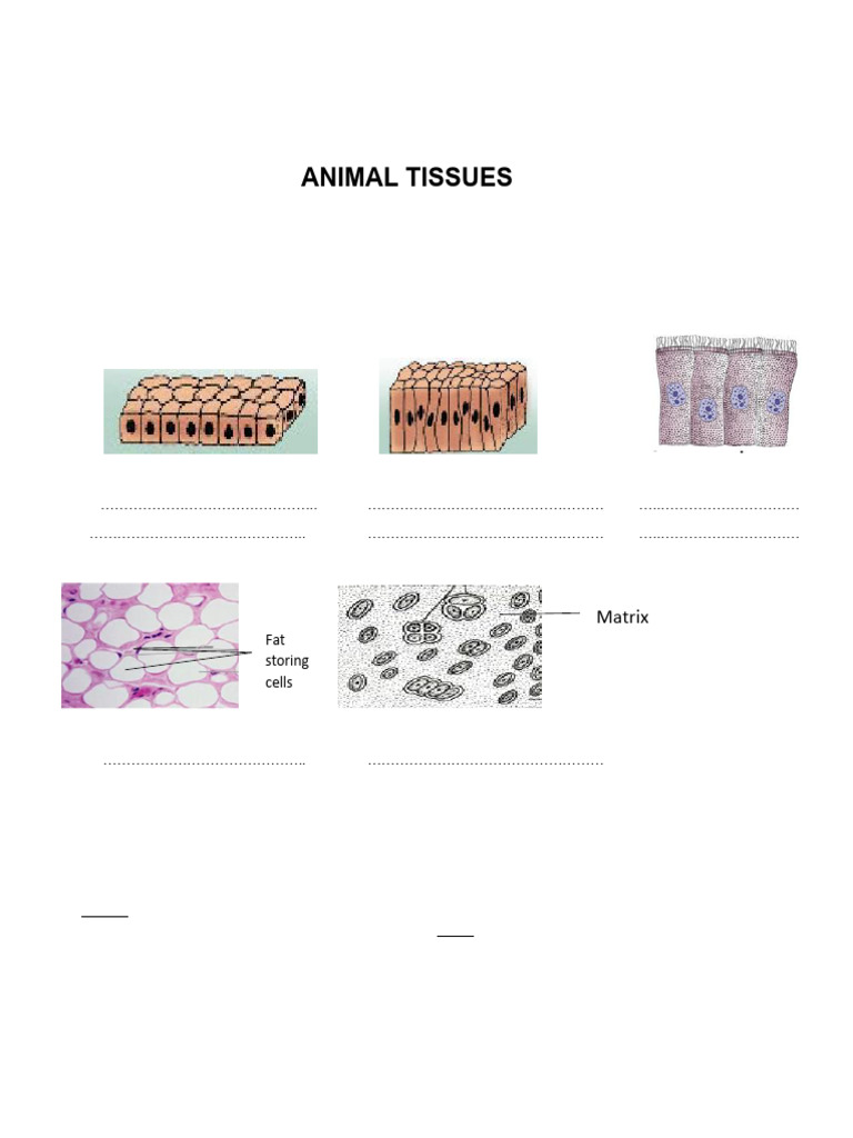 Tissues | PDF