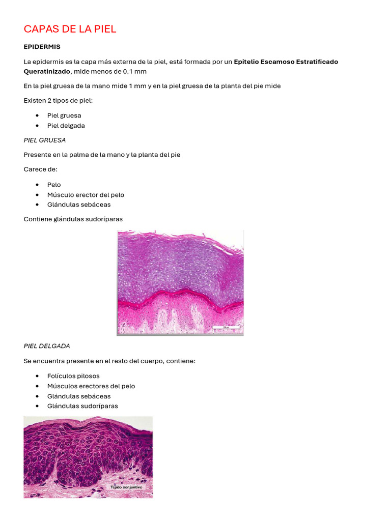 Estructura y Función de la Piel | PDF | Piel | Epidermis