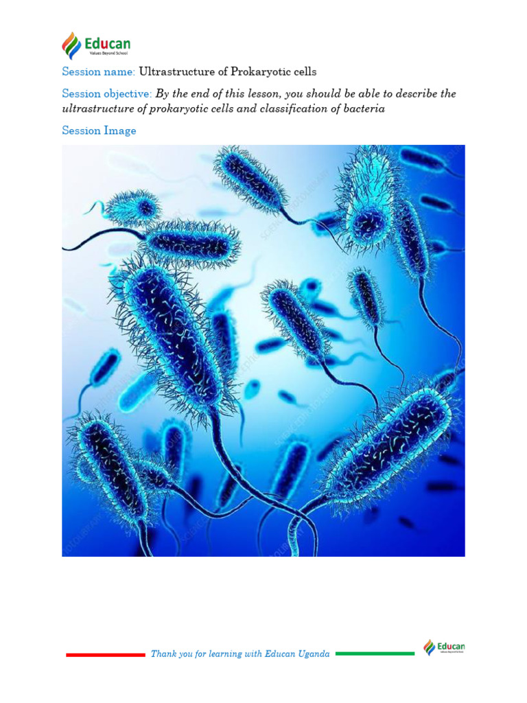 Prokaryotic Cell Ultrastructure Overview | PDF | Bacteria | Archaea
