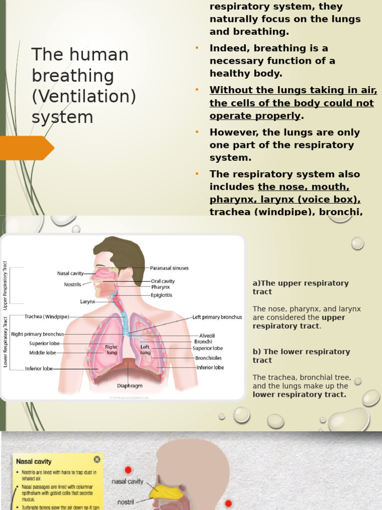 Human Respiratory System Overview | PDF | Respiratory Tract | Breathing