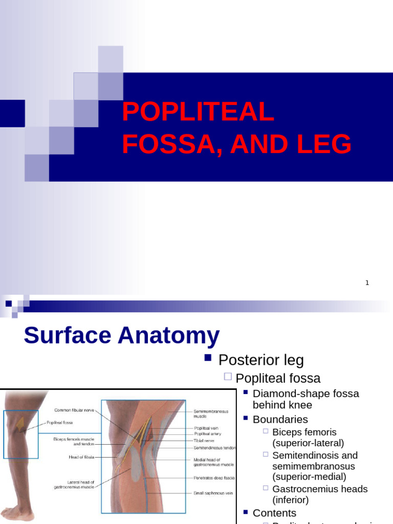 Anatomy of the Popliteal Fossa and Leg | PDF | Human Leg | Foot