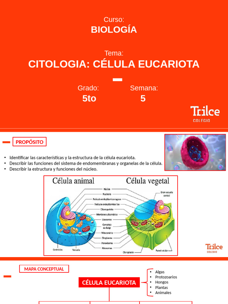 Estructura y Funciones de la Célula Eucariota | PDF | Biología Celular ...