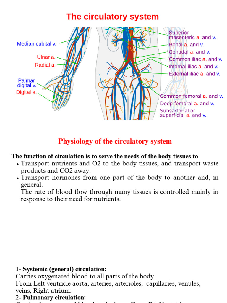 Overview of the Circulatory System | PDF | Heart Valve | Heart