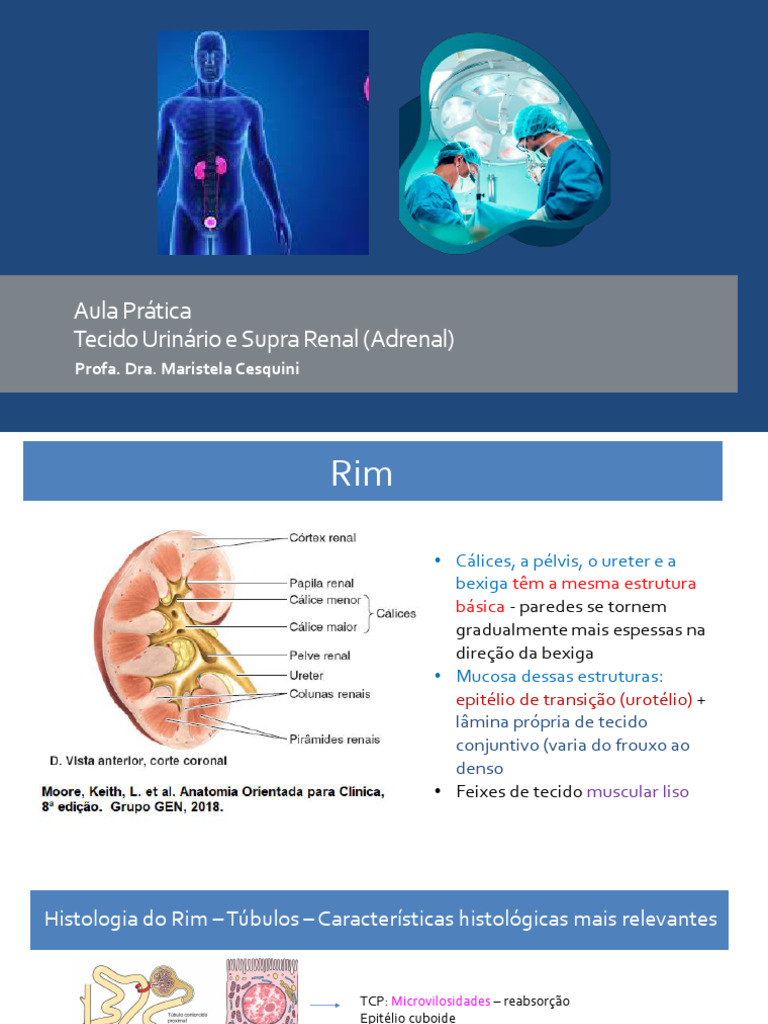 Aula PRATICA Tecido Urinario S Renal | PDF | Rim | Glândula suprarrenal
