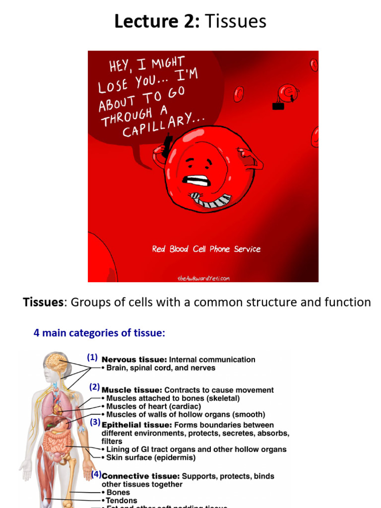 Overview of Tissue Types and Functions | PDF | Epithelium | Connective ...