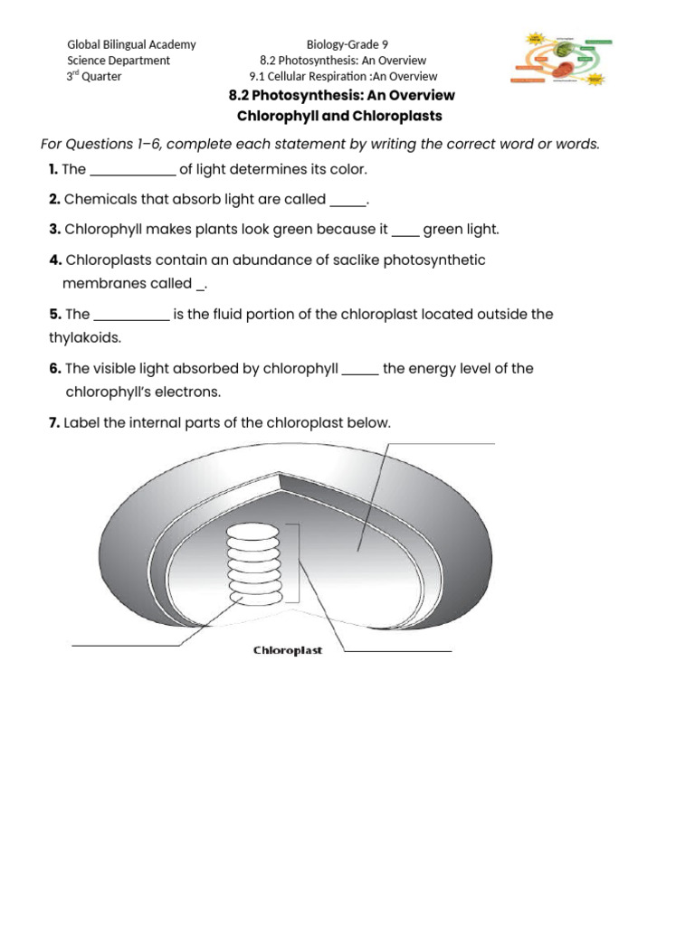 Module 8 Photosynthesis and Respiration Worksheet | PDF | Cellular ...