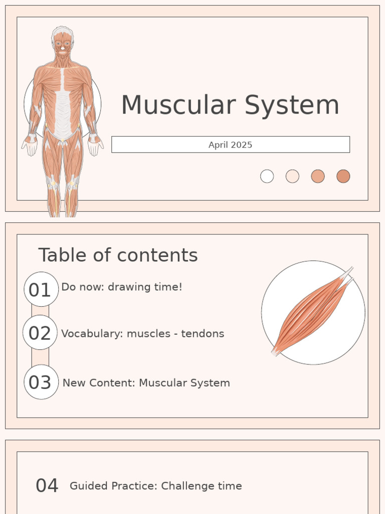 Understanding the Muscular System | PDF | Muscle | Skeletal Muscle