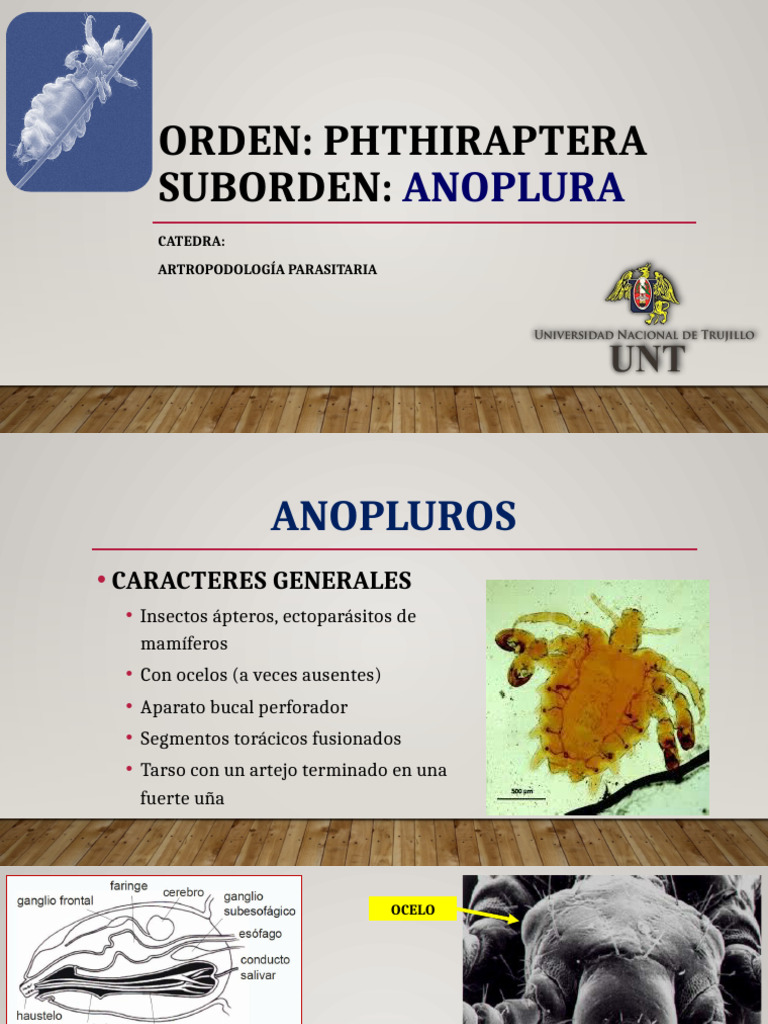 Piojos | PDF | Zoología | Insectos