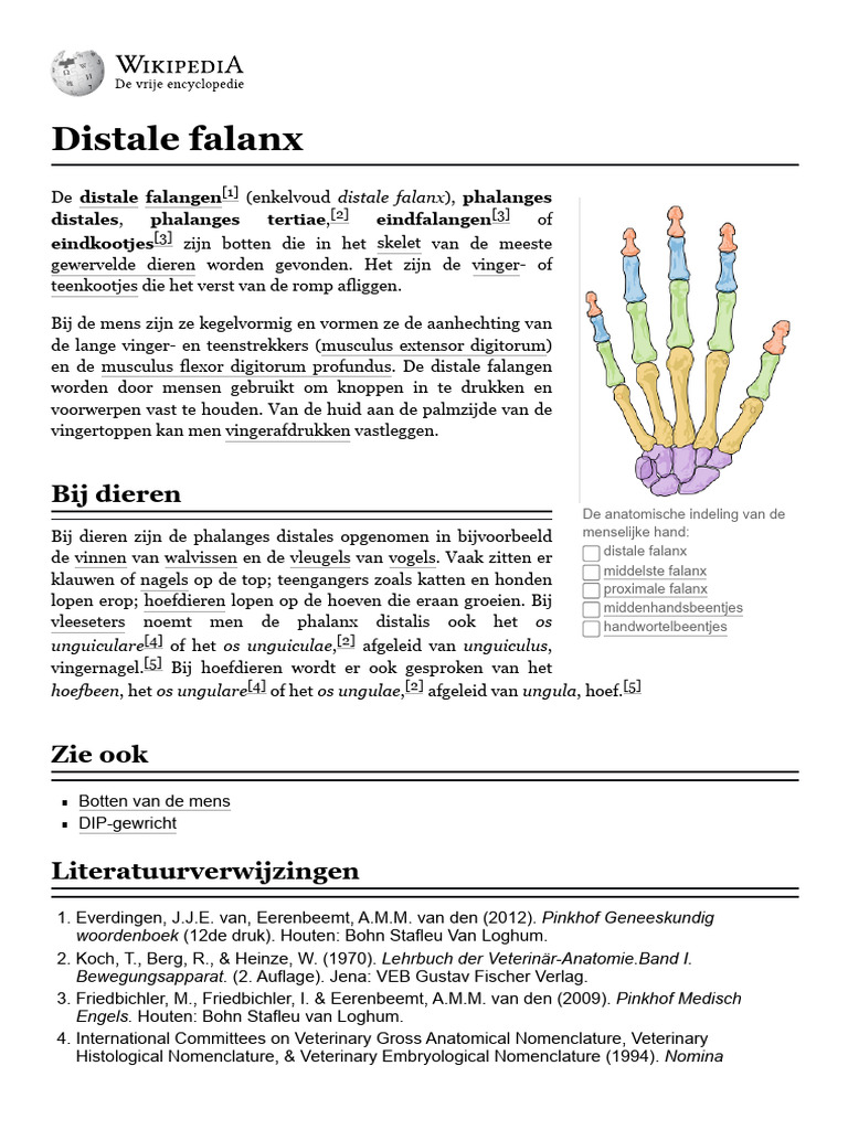 Distale Falanx - Wikipedia | PDF