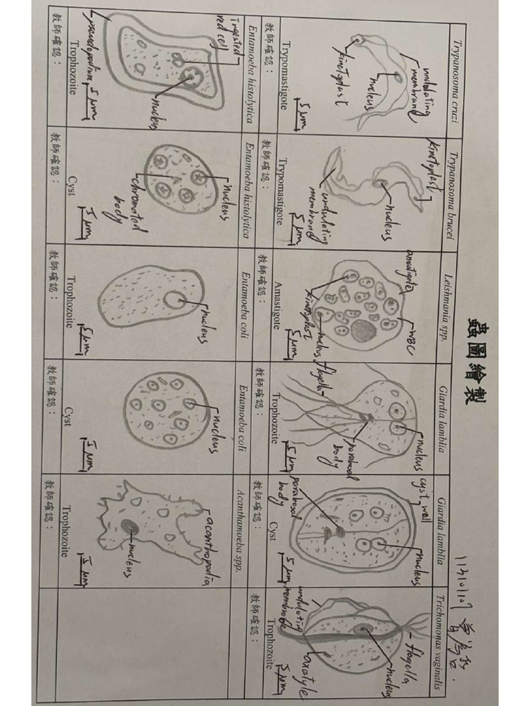 Img 4966 | PDF