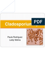 Cladosporium SP