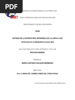 Download Estudio de la estructura antignica de Contracaecum multipapillatum sensu lato -TESIS - by Marco Antonio SN86032153 doc pdf