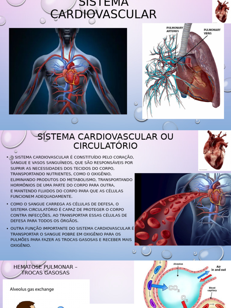Funções e Anatomia do Sistema Cardiovascular | PDF | Sistema ...