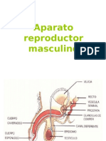 Aparato Re Product Or Masculino-PARTES