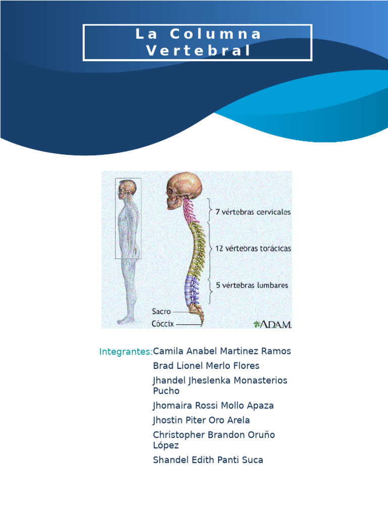 Estructura y Función de la Columna Vertebral | PDF | Vértebra | La ...