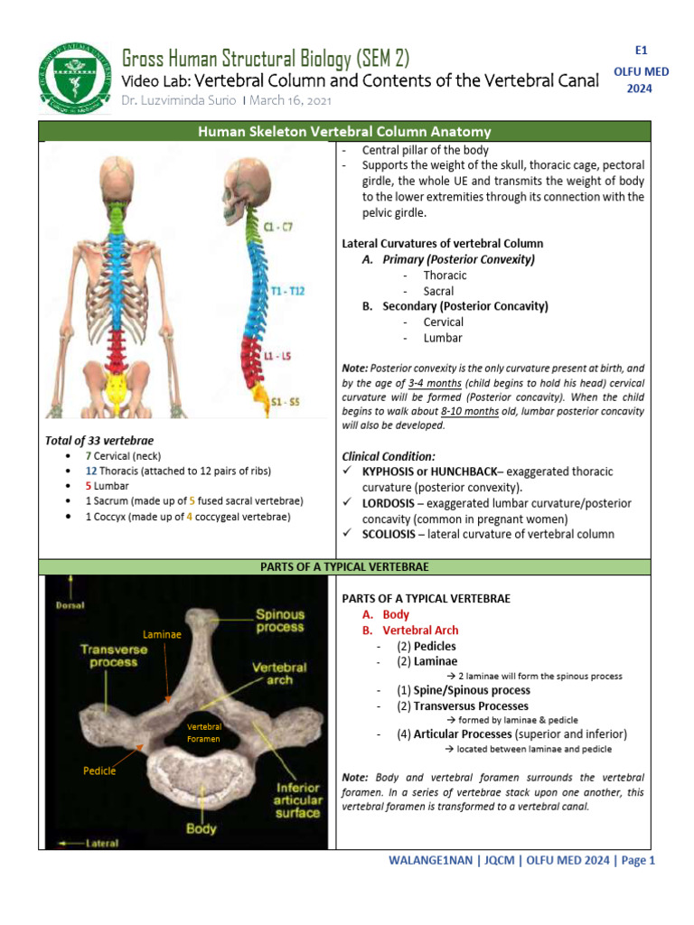 Anatomy of the Vertebral Canal | PDF | Vertebra | Vertebral Column