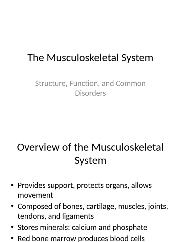 Musculoskeletal System Presentation | PDF