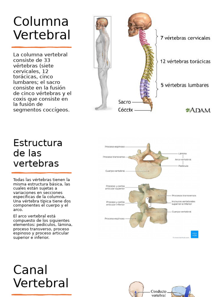 Estructura y Función de la Columna Vertebral | PDF | Vértebra | La ...