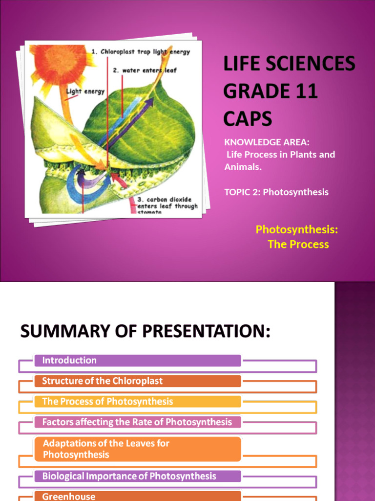 PP14 Photosynthesis 1460381556 | PDF | Chloroplast | Photosynthesis