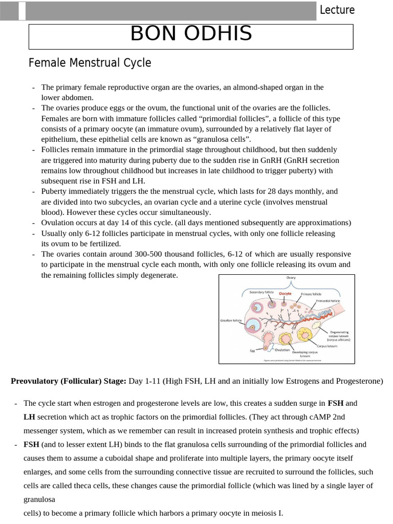 Female Menestrual Cycle | PDF | Menstrual Cycle | Luteinizing Hormone