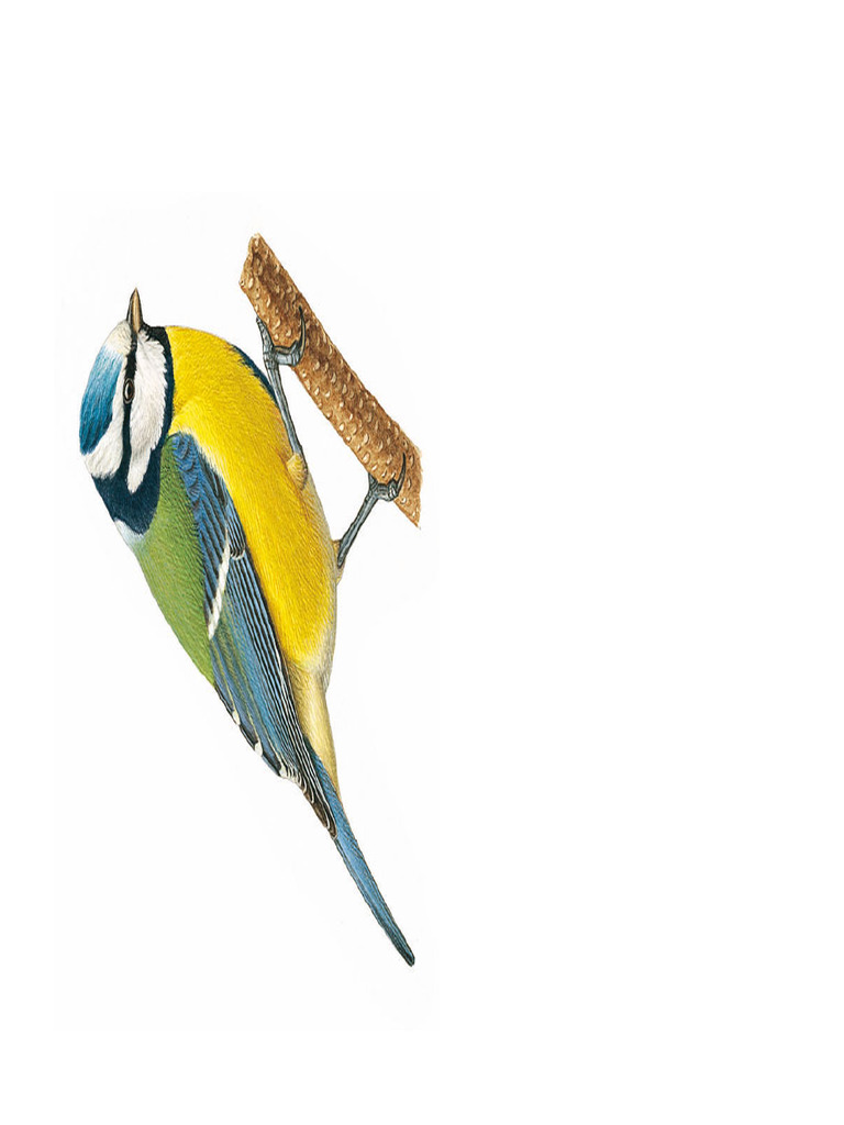 Ornement Oiseau Mésange Charles Sadek - Neuf Dans Sa Boîte - Décoration Murale