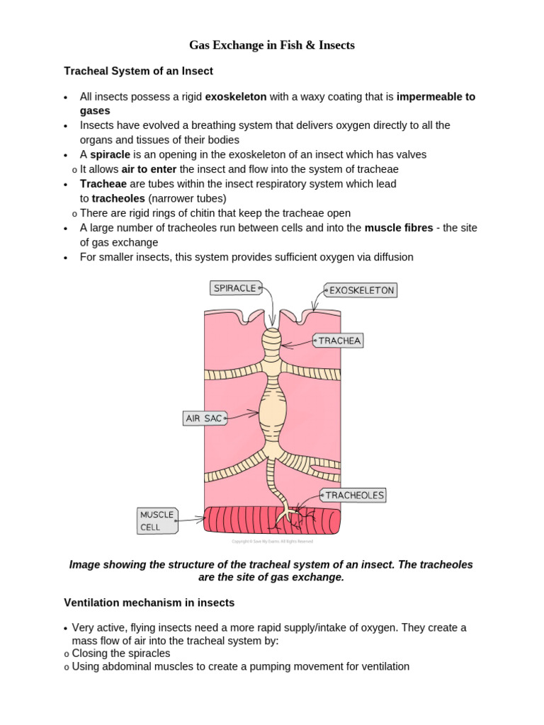 What Are Tracheoles