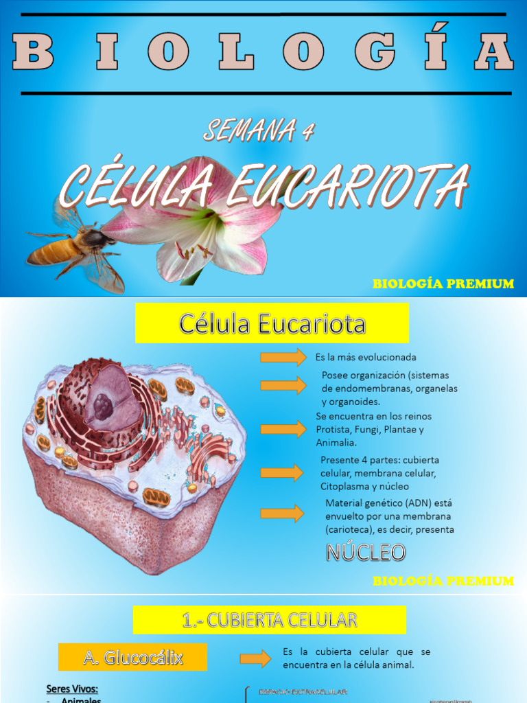 Estructura y Función de la Célula Eucariota | PDF | Biología Celular ...
