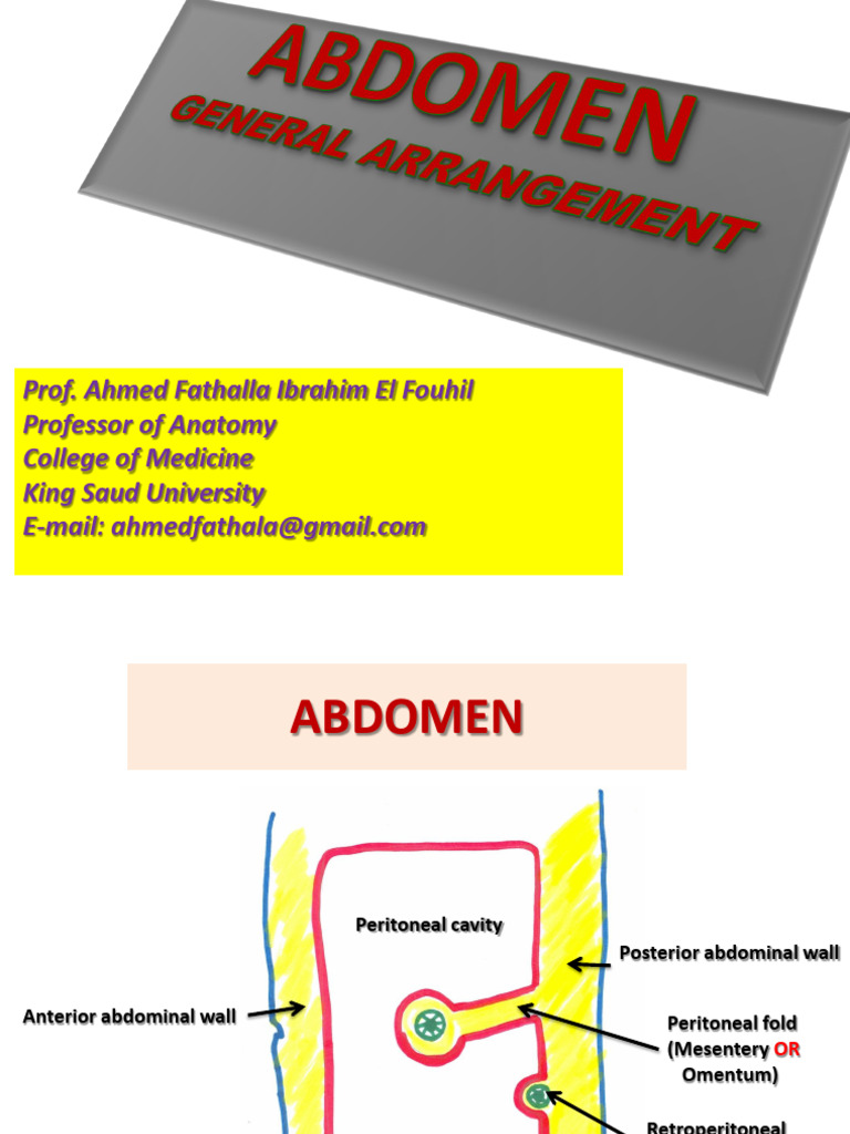 Anatomy of the Abdomen Overview | PDF | Abdomen | Peritoneum