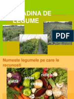 Legume