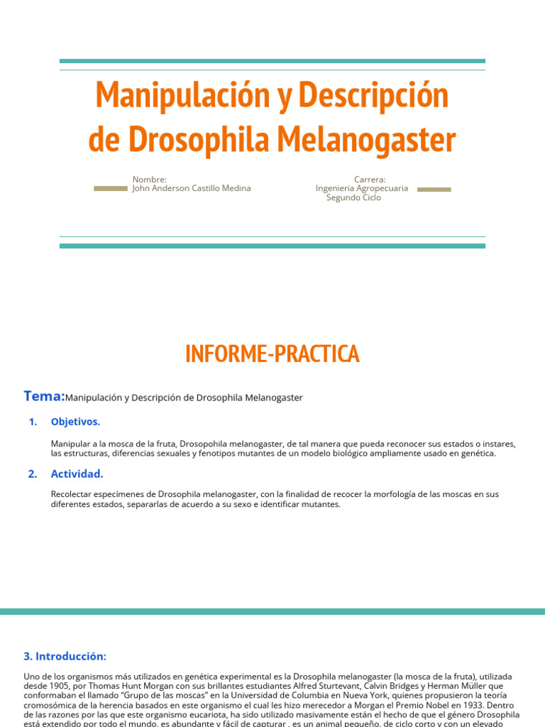 Manipulación de Drosophila Melanogaster | PDF | Drosophila melanogaster ...