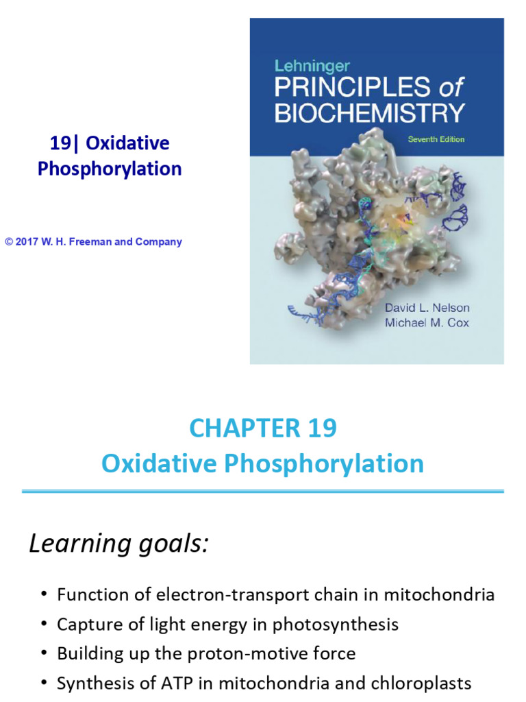 Oxidative Phosphorylation Explained | PDF | Electron Transport Chain ...